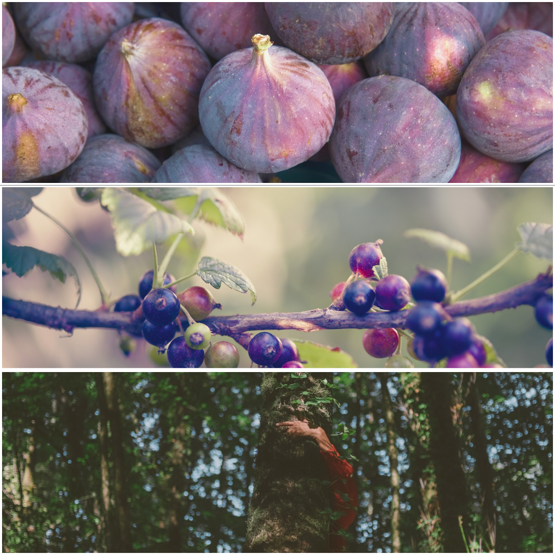 Sous les Figuiers MELTS