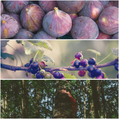 Sous les Figuiers MELTS