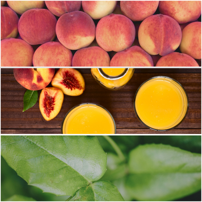 Garde la Pêche MELTS