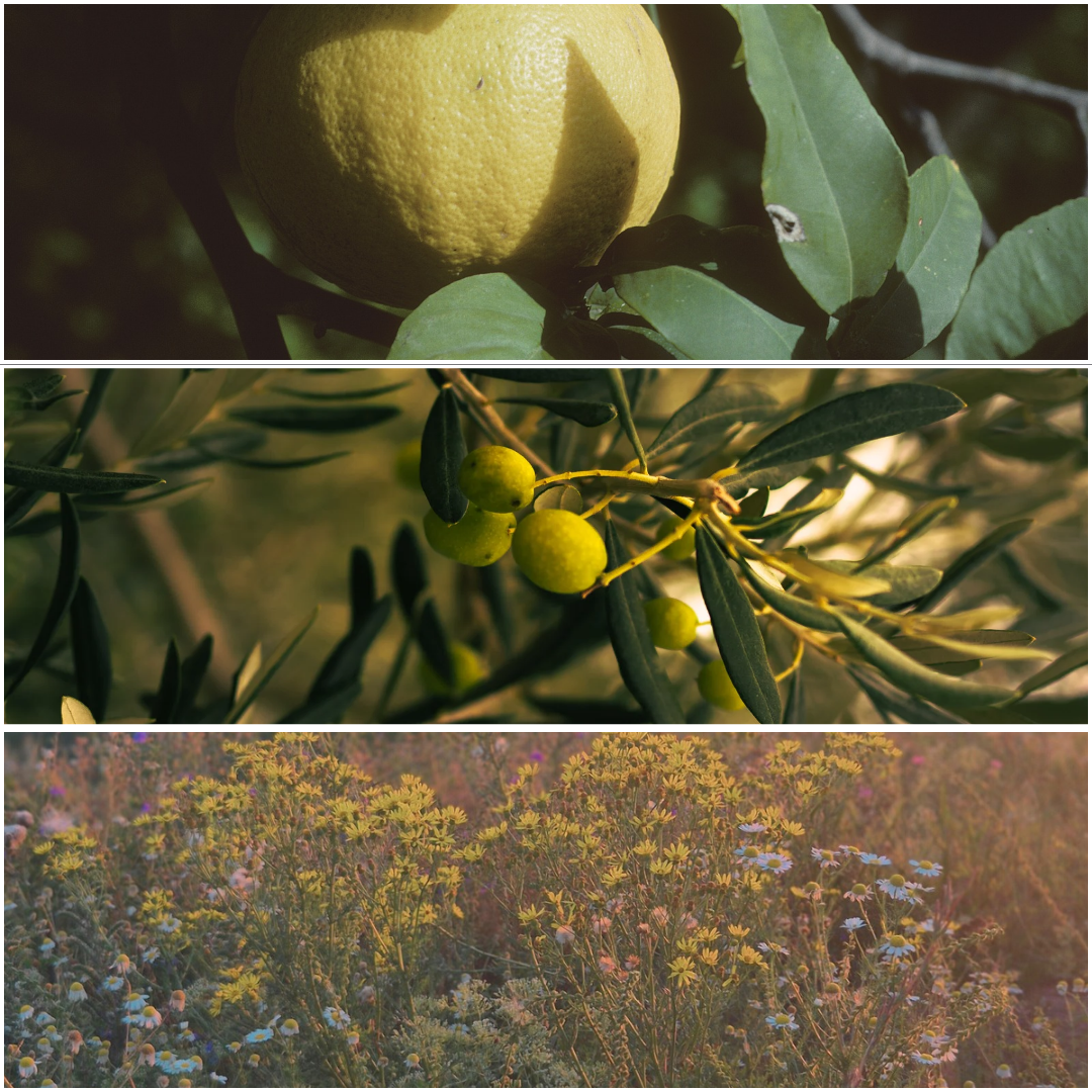 Branche d'Olivier MELTS